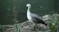 Beautiful Exotic Goose, Duck in a Park Lake, Small Pond, Birds HD Footage