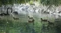 Beautiful Exotic Goose, Duck in a Park Lake, Small Pond, Birds HD Footage