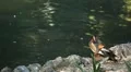 Beautiful Exotic Goose, Duck in a Park Lake, Small Pond, Birds HD Footage
