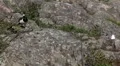 Beautiful Exotic Goose, Duck in a Park Lake, Small Pond, Birds HD Footage
