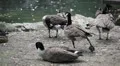 Beautiful Exotic Goose, Duck in a Park Lake, Small Pond, Birds HD Footage