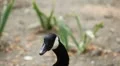 Beautiful Exotic Goose, Duck in a Park Lake, Small Pond, Birds HD Footage