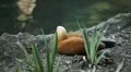 Beautiful Exotic Goose, Duck in a Park Lake, Small Pond, Birds HD Footage