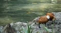 Beautiful Exotic Goose, Duck in a Park Lake, Small Pond, Birds HD Footage