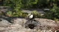 Beautiful Exotic Goose, Duck in a Park Lake, Small Pond, Birds HD Footage