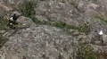 Beautiful Exotic Goose, Duck in a Park Lake, Small Pond, Birds HD Footage