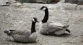 Beautiful Exotic Goose, Duck in a Park Lake, Small Pond, Birds HD Footage