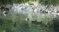 Beautiful Exotic Goose, Duck in a Park Lake, Small Pond, Birds HD Footage