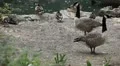 Beautiful Exotic Goose, Duck in a Park Lake, Small Pond, Birds HD Footage