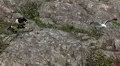 Beautiful Exotic Goose, Duck in a Park Lake, Small Pond, Birds HD Footage