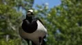 Beautiful Exotic Goose, Duck in a Park Lake, Small Pond, Birds HD Footage