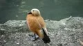 Beautiful Exotic Goose, Duck in a Park Lake, Small Pond, Birds HD Footage
