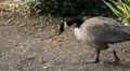 Beautiful Exotic Goose, Duck in a Park Lake, Small Pond, Birds HD Footage