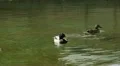 Beautiful Exotic Goose, Duck in a Park Lake, Small Pond, Birds HD Footage