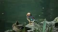 Beautiful Exotic Goose, Duck in a Park Lake, Small Pond, Birds HD Footage