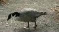 Beautiful Exotic Goose, Duck in a Park Lake, Small Pond, Birds HD Footage