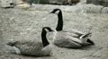 Beautiful Exotic Goose, Duck in a Park Lake, Small Pond, Birds HD Footage