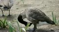 Beautiful Exotic Goose, Duck in a Park Lake, Small Pond, Birds HD Footage
