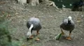 Beautiful Exotic Goose, Duck in a Park Lake, Small Pond, Birds HD Footage