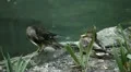 Beautiful Exotic Goose, Duck in a Park Lake, Small Pond, Birds HD Footage