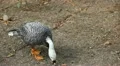 Beautiful Exotic Goose, Duck in a Park Lake, Small Pond, Birds HD Footage