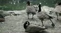 Beautiful Exotic Goose, Duck in a Park Lake, Small Pond, Birds HD Footage