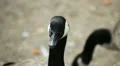 Beautiful Exotic Goose, Duck in a Park Lake, Small Pond, Birds HD Footage