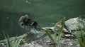 Beautiful Exotic Goose, Duck in a Park Lake, Small Pond, Birds HD Footage