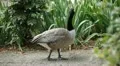 Beautiful Exotic Goose, Duck in a Park Lake, Small Pond, Birds HD Footage