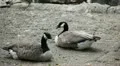 Beautiful Exotic Goose, Duck in a Park Lake, Small Pond, Birds HD Footage
