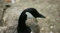 Beautiful Exotic Goose, Duck in a Park Lake, Small Pond, Birds HD Footage