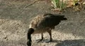 Beautiful Exotic Goose, Duck in a Park Lake, Small Pond, Birds HD Footage