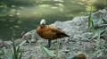 Beautiful Exotic Goose, Duck in a Park Lake, Small Pond, Birds HD Footage