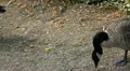 Beautiful Exotic Goose, Duck in a Park Lake, Small Pond, Birds HD Footage