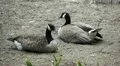 Beautiful Exotic Goose, Duck in a Park Lake, Small Pond, Birds HD Footage