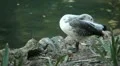 Beautiful Exotic Goose, Duck in a Park Lake, Small Pond, Birds HD Footage