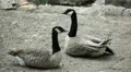 Beautiful Exotic Goose, Duck in a Park Lake, Small Pond, Birds HD Footage