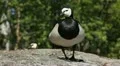Beautiful Exotic Goose, Duck in a Park Lake, Small Pond, Birds HD Footage