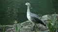 Beautiful Exotic Goose, Duck in a Park Lake, Small Pond, Birds HD Footage