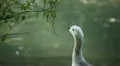 Beautiful Exotic Goose, Duck in a Park Lake, Small Pond, Birds HD Footage