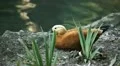 Beautiful Exotic Goose, Duck in a Park Lake, Small Pond, Birds HD Footage
