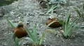 Beautiful Exotic Goose, Duck in a Park Lake, Small Pond, Birds HD Footage