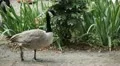 Beautiful Exotic Goose, Duck in a Park Lake, Small Pond, Birds HD Footage