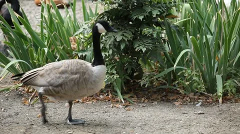 Beautiful Exotic Goose, Duck in a Park Lake, Small Pond, Birds Stock Footage