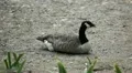 Beautiful Exotic Goose, Duck in a Park Lake, Small Pond, Birds HD Footage