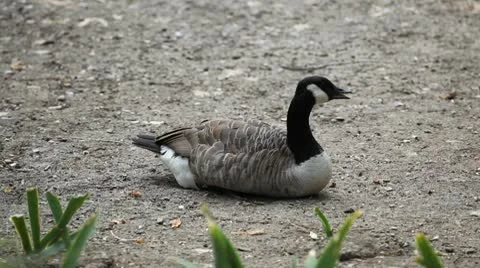 Beautiful Exotic Goose, Duck in a Park Lake, Small Pond, Birds Stock Footage