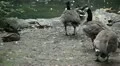 Beautiful Exotic Goose, Duck in a Park Lake, Small Pond, Birds HD Footage