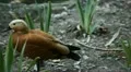 Beautiful Exotic Goose, Duck in a Park Lake, Small Pond, Birds HD Footage