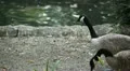 Beautiful Exotic Goose, Duck in a Park Lake, Small Pond, Birds HD Footage
