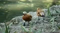 Beautiful Exotic Goose, Duck in a Park Lake, Small Pond, Birds HD Footage